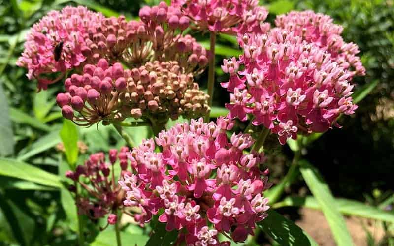 Swamp milkweed is a wonderful pollinator plant for your garden.