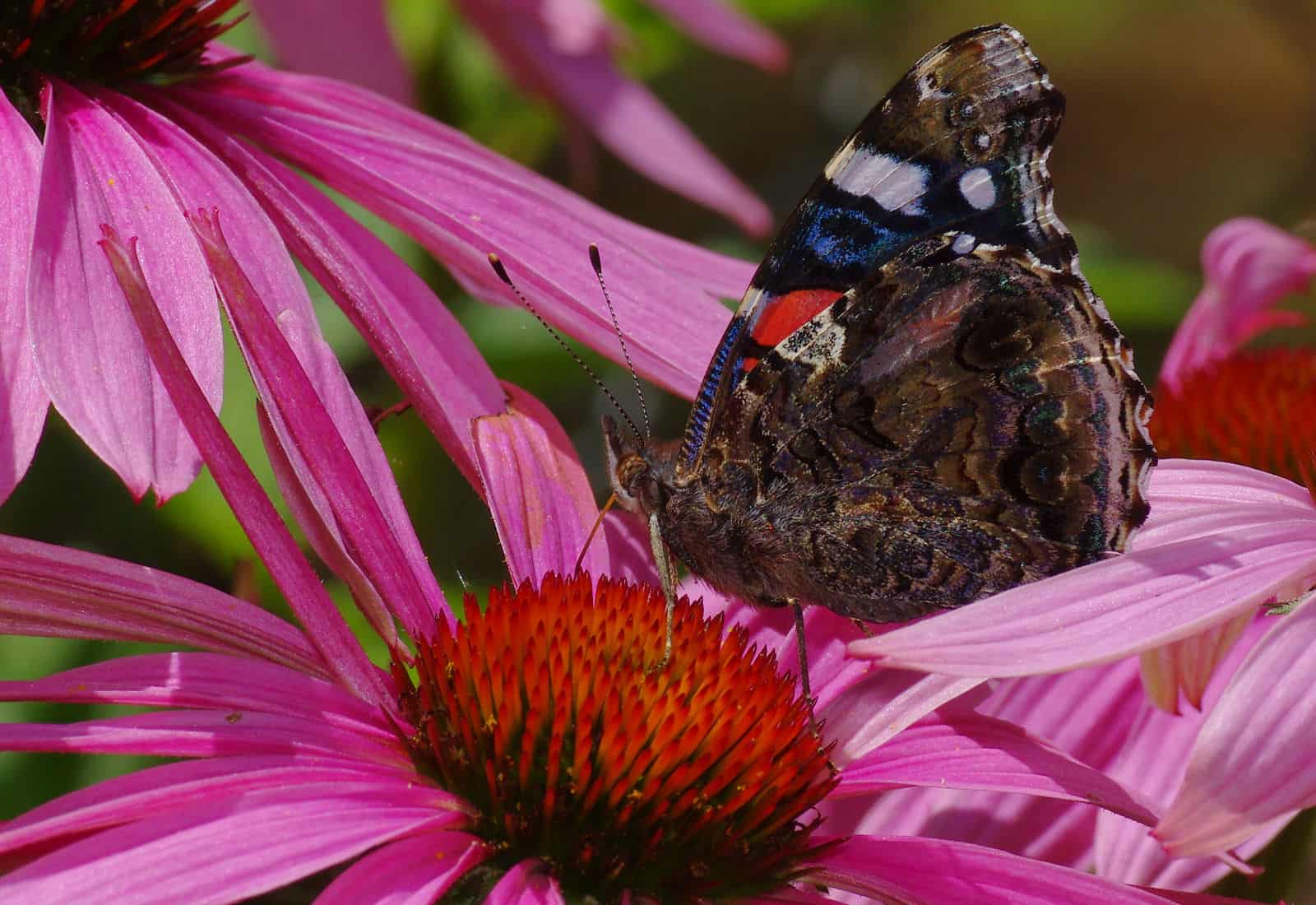 The Best Perennials For Butterflies, Bees & Other Pollinators