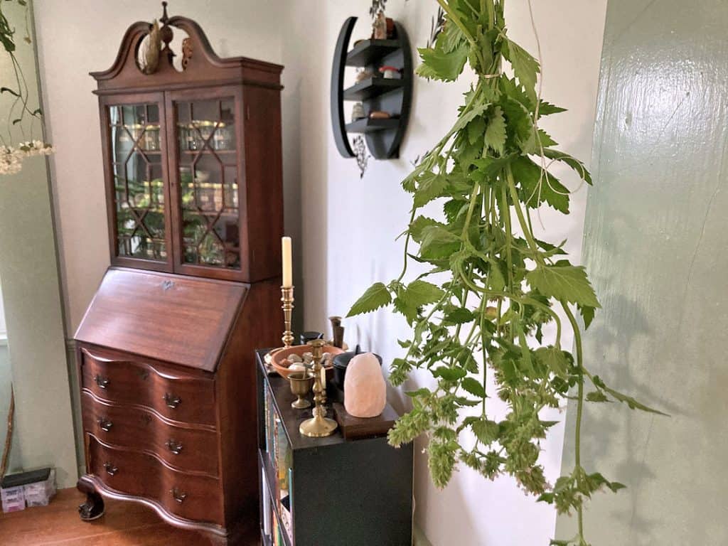 Catnip bunch hanging up to dry with an apothecary hutch in the background.